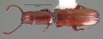 Media type: image;   Entomology 6781 Aspect: habitus dorsal view
